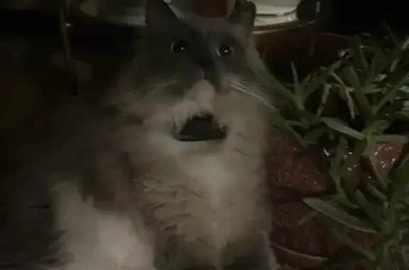 Lost and found pets Parker, photo: Lost Gray Cat: White Paws & Loud Meows