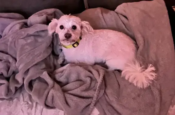 Lost Skittish White Dog in Draper Area