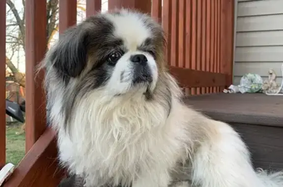 Lost Dog: Blue Harness, Brownsville Rd