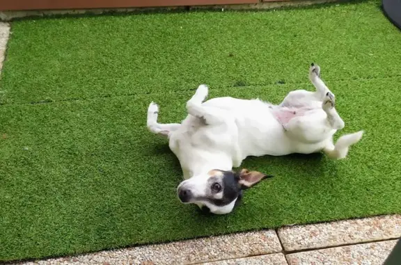 Animaux perdus , photo: Chienne Jack Russel perdue à Aiglun