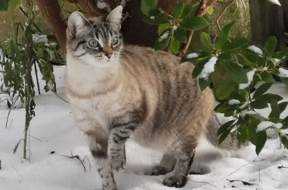 Chatte perdue, croisée siamois, Douai - photo