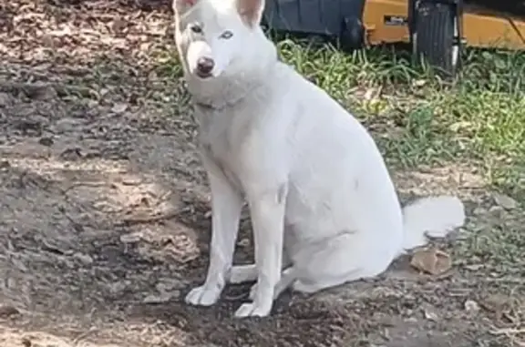 Lost White Husky 'Gemma' in Silverhill