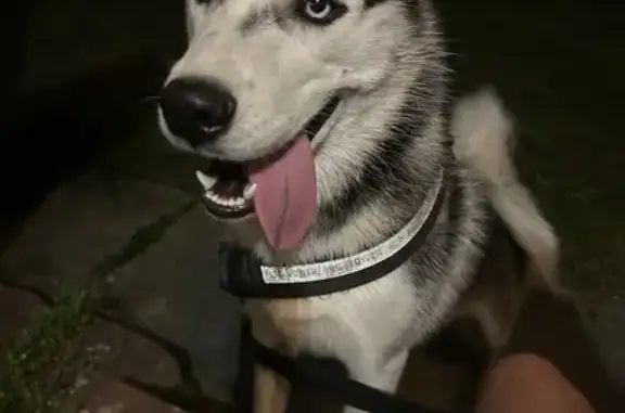 Friendly Found Dog on Azelda S...