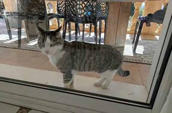 Chat trouvé Laval-en-Belledonne, photo: Petite chatte tigrée trouvée à Laval