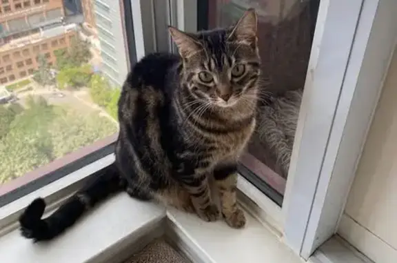 Lost Brown Tabby Cat - Roywood Drive