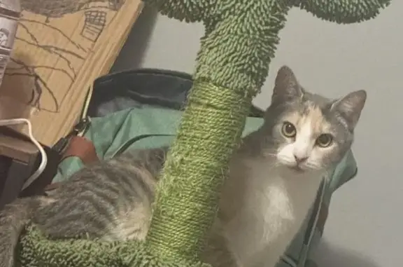 Lost Cat Blue: Shy & Loves Trees - Help!