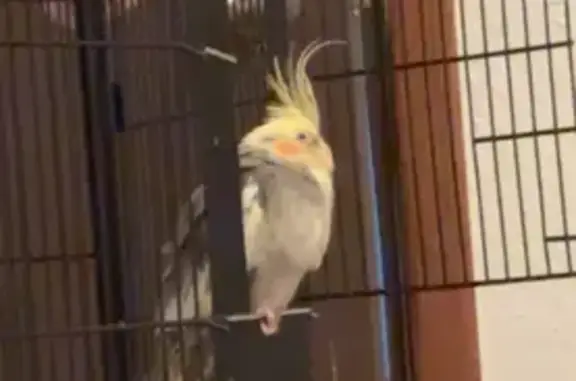 Lost and found pets , photo: Shy Cockatiel Lost on 7th St, St. Paul