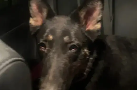 Lost Dog Peanut: Scar & Purple Collar