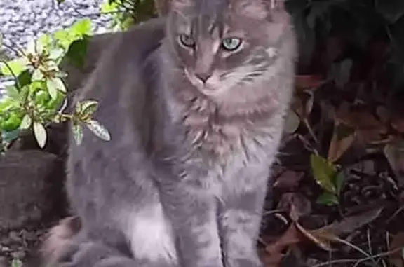 Chat trouvé Soues, photo: Jeune chat gris errant à Soues