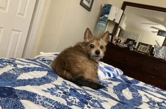 Lost Yorkie: Halloween Scarf, Warwick