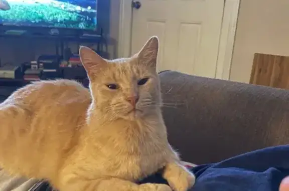 Lost and found pets Lake Charles, photo: Lost Friendly Cat: Green Ear Tattoo