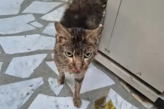 Animaux trouvés , photo: Chat européen maigre trouvé à Gahard