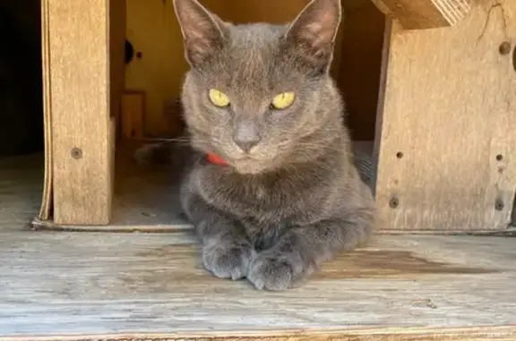 Lost Grey Cat on Devonshire Rd, Mt Laurel