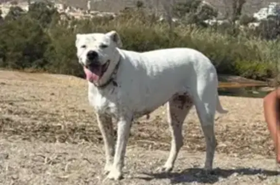 Perro Perdido: Ava, Blanca, 9 Años, Campos del Río