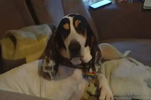 Chien perdu: Luna, Ariégeoise tricolore - photo