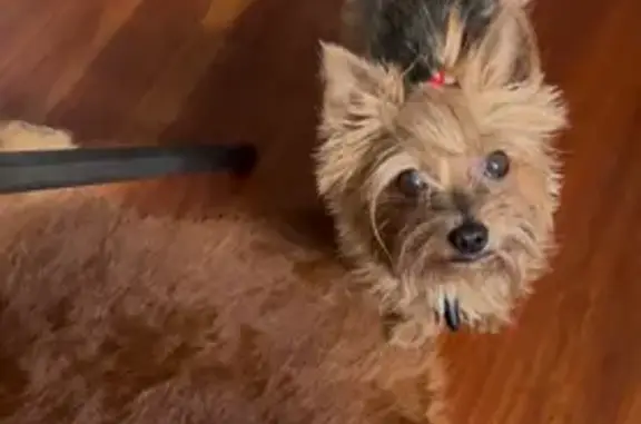 Lost Yorkie: Black & Tan, City Heights