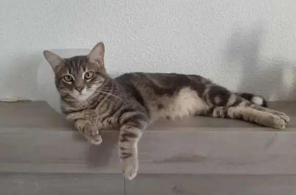 Chat perdu : sociable, pompon queue, Istres - photo