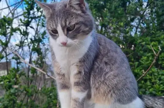 Chat perdu, Étampes, photo: Chatte perdue à Étampes depuis le 07/10/25