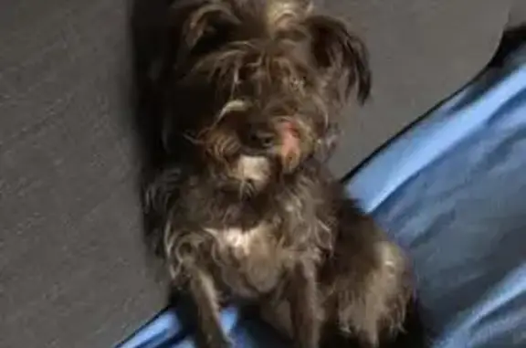 Chienne perdue, effrayée par pétards, Oullins - photo
