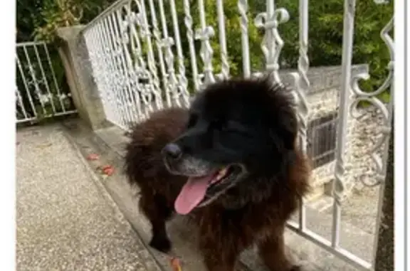 Animaux trouvés Charmes-sur-Rhône, photo: Chien trouvé Avenue de Provence, Charmes