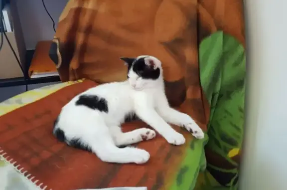 Animaux perdus , photo: Chatte perdue: blanche/noire, sociable, Marigna