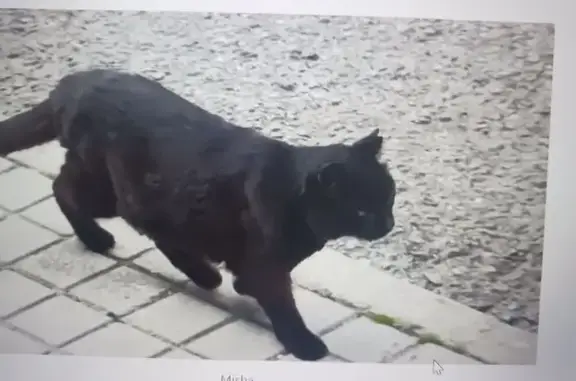 ¡Ayuda! Gato Negro Perdido en Las Rozas