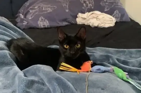 Lost and found pets Chicago, photo: Found: Black Cat with Unique Markings