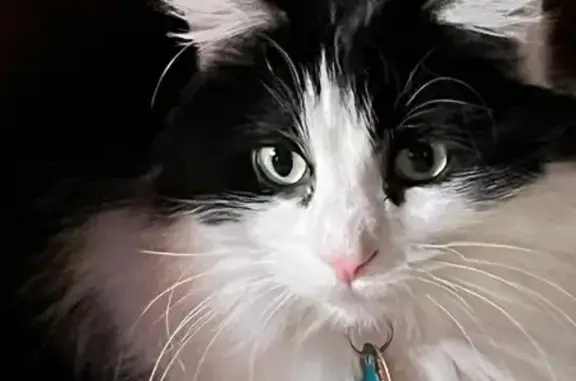 Lost Shy Cat: Black & White in Lindenhurst