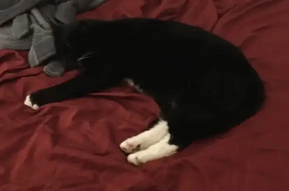 Chat perdu, , photo: Chatte noire sauvage perdue à Nogent