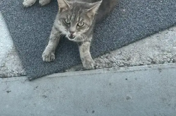 Animaux trouvés Lusigny, photo: Chat gris tigré trouvé, maigre et malade