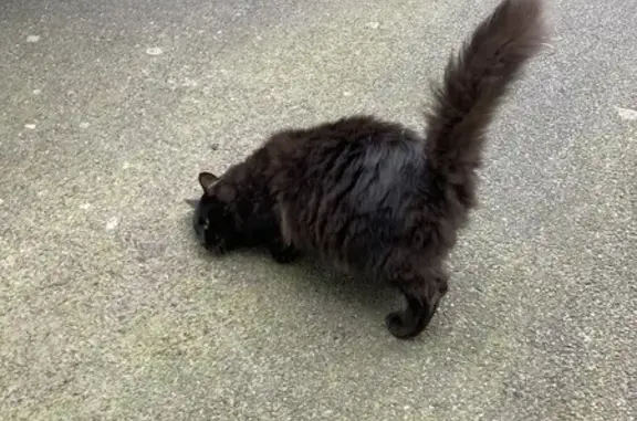 Animaux trouvés , photo: Chatte sociable trouvée à Ploufragan