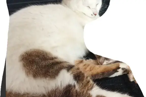 Animaux perdus Caluire-et-Cuire, photo: Chat perdu: blanc et tigré à Caluire