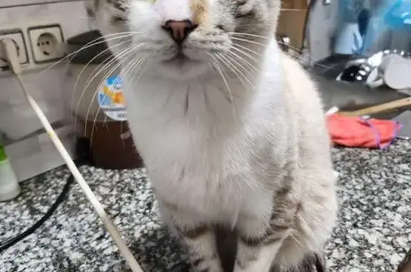 Gatos perdidos, Reus, foto: Gatito Azul y Blanco Perdido en Reus