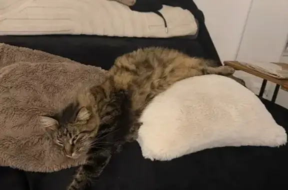 Chat noir et marron perdu à Marboué - photo