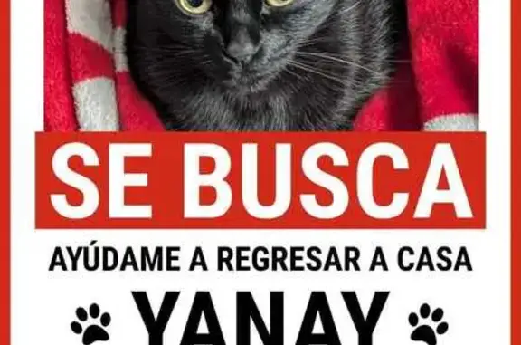 Búsqueda de mascotas, foto: ¡Ayuda! Gata Negra Perdida en Coacalco