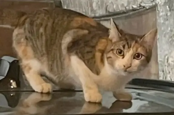 Animaux trouvés Blois, photo: Chat trouvé dans un garage à Blois