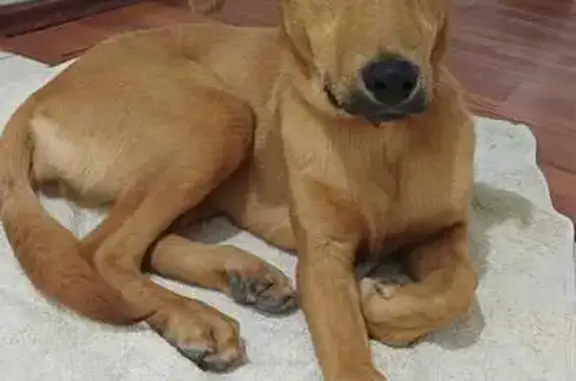Búsqueda de mascotas, foto: ¡Perrita Encontrada! Buscamos a su Familia