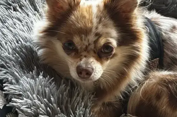 Animaux perdus Ambérieu-en-Bugey, photo: Chien Pomchi merle perdu à Ambérieu