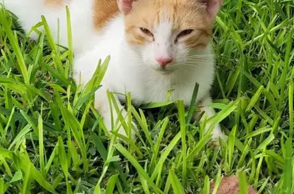 Gato Perdido: Blanco con Manchas Naranjas