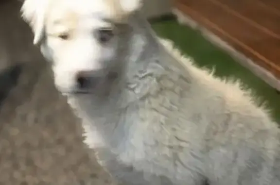 Found dog , photo: Found: Young White Maremma on Jukes Rd