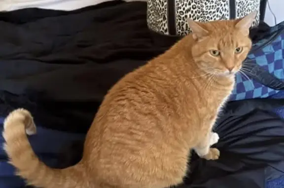 Lost Orange Cat Near Townline Rd, East Troy