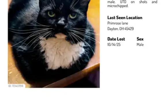 Lost and found pets Kettering, photo: Lost Tuxedo Cat: Friendly & Heavyset