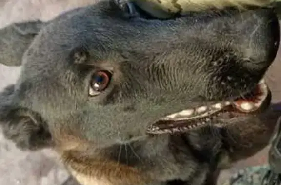 ¡Ayuda! Perrita Pastor Belga Perdida