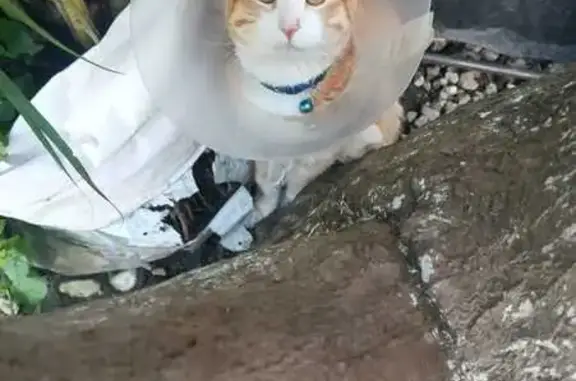 Gatito Naranja Perdido: Boni e...