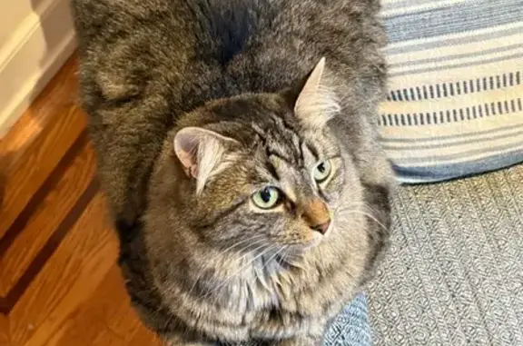 Lost Fluffy Cat Lola in Philadelphia