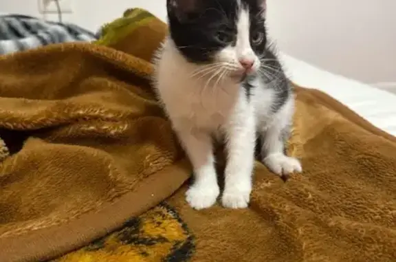 Help Find Our Lost Tuxedo Cat in Houston