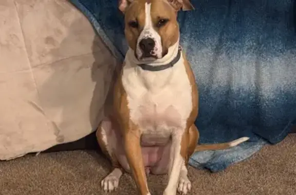 Lost Dog Lily: Seen at US 301 Oasis
