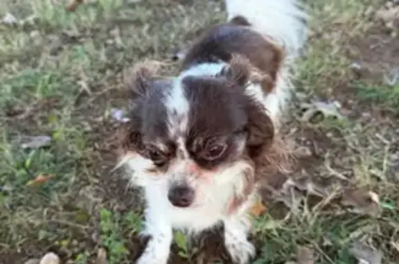 Lost Chihuahua After I-65 Accident - Help!