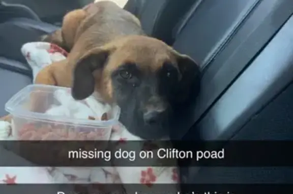 Found: Brown German Shepherd M...