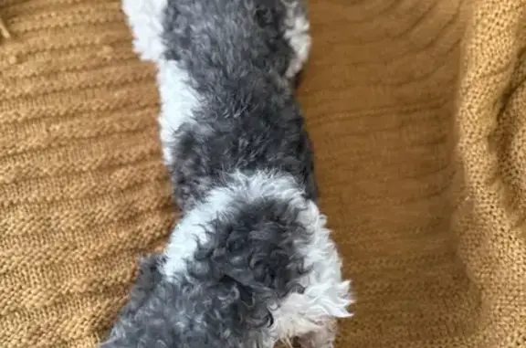 Found: White & Gray Dog Near C...